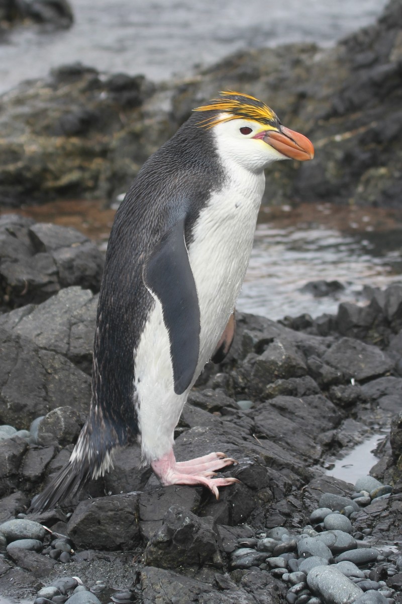 Haubenpinguin - ML98812651