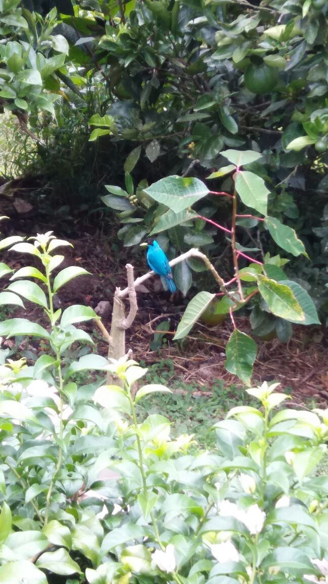 Green Honeycreeper - ML98812671