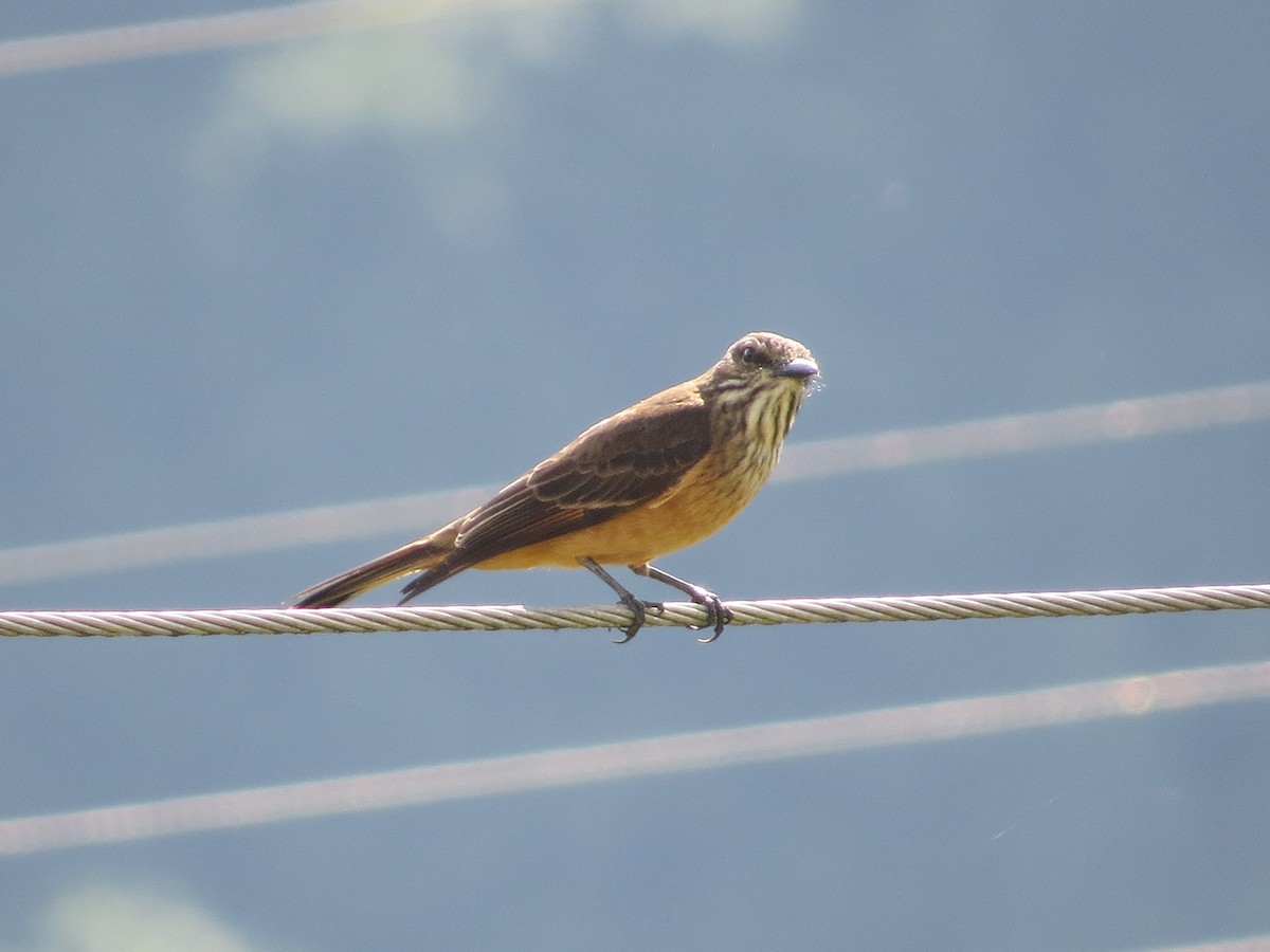 Streak-throated Bush-Tyrant - ML98813141