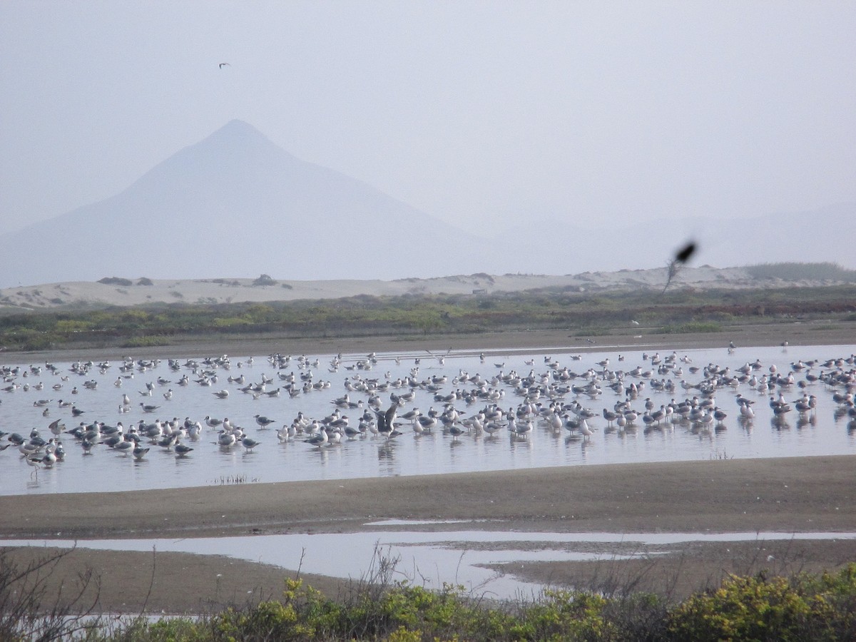 Gaviota/Gavión sp. - ML98813591