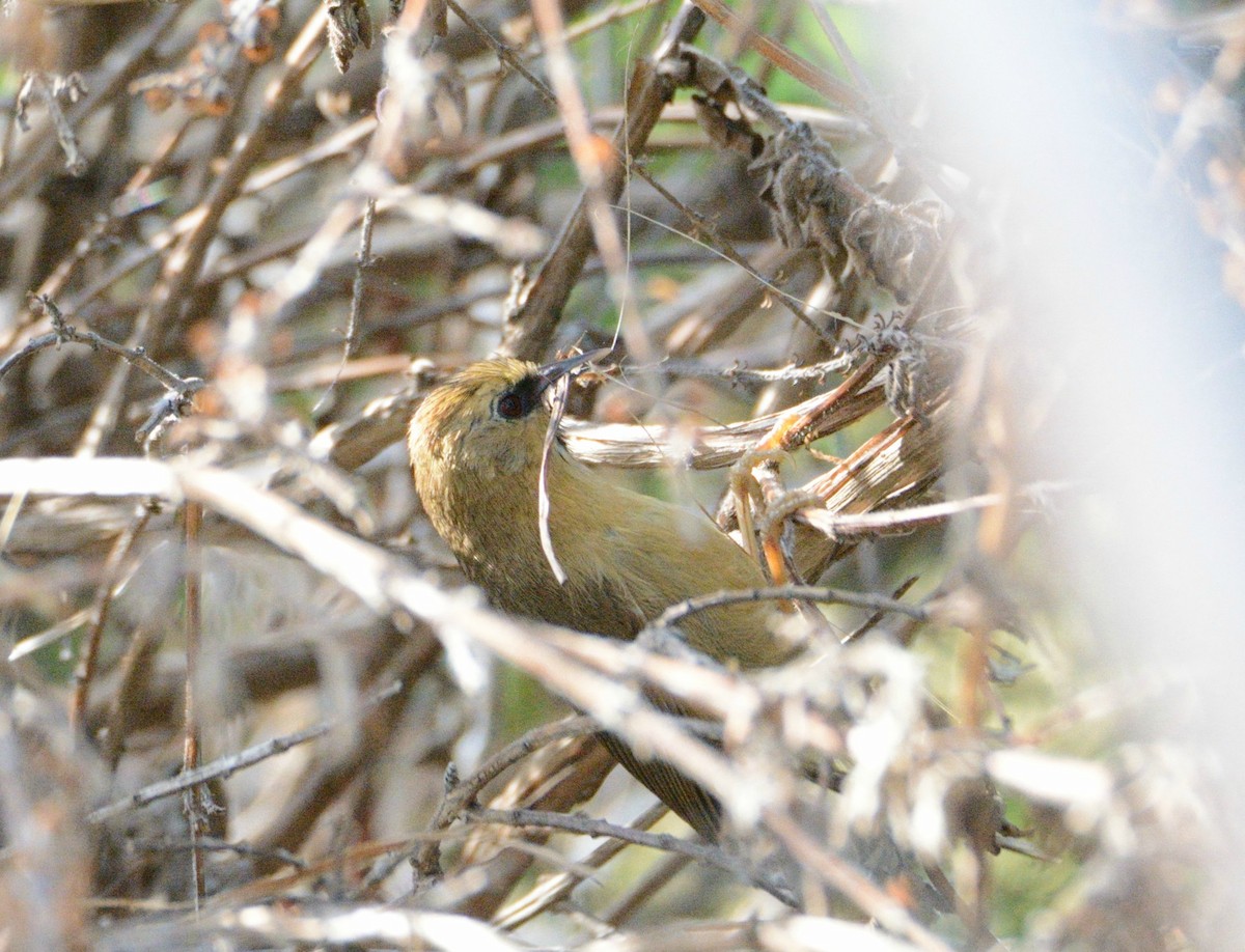 Black-chinned Babbler - Bhaskar pandeti