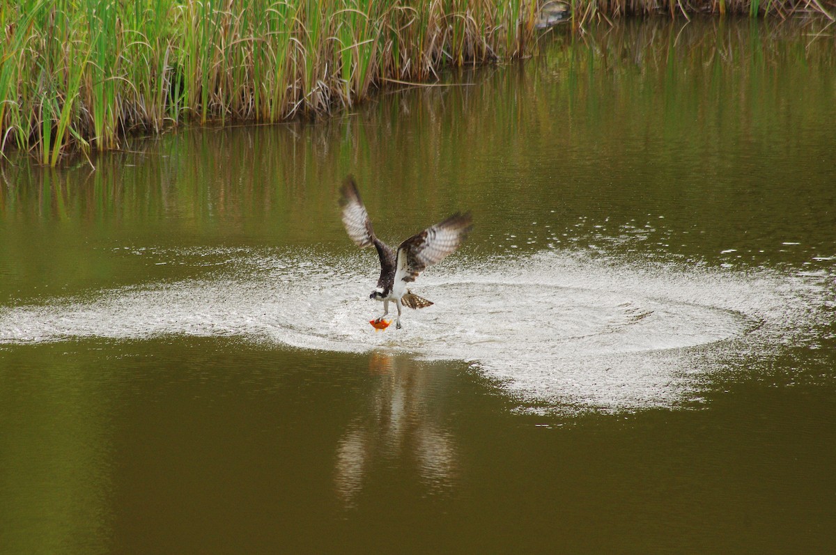 Osprey - ML98814881