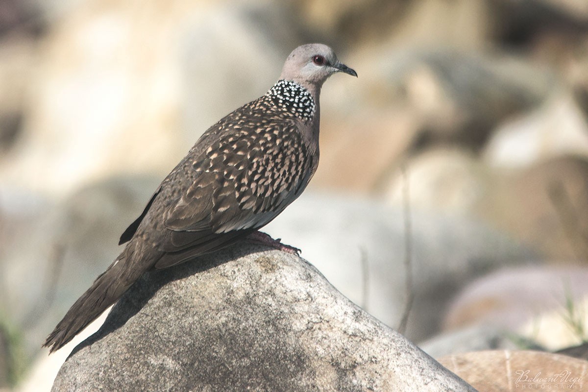 Spotted Dove - Balwant Negi