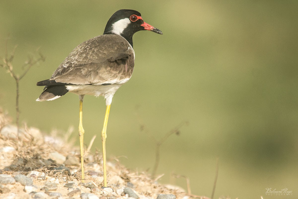 Red-wattled Lapwing - Balwant Negi