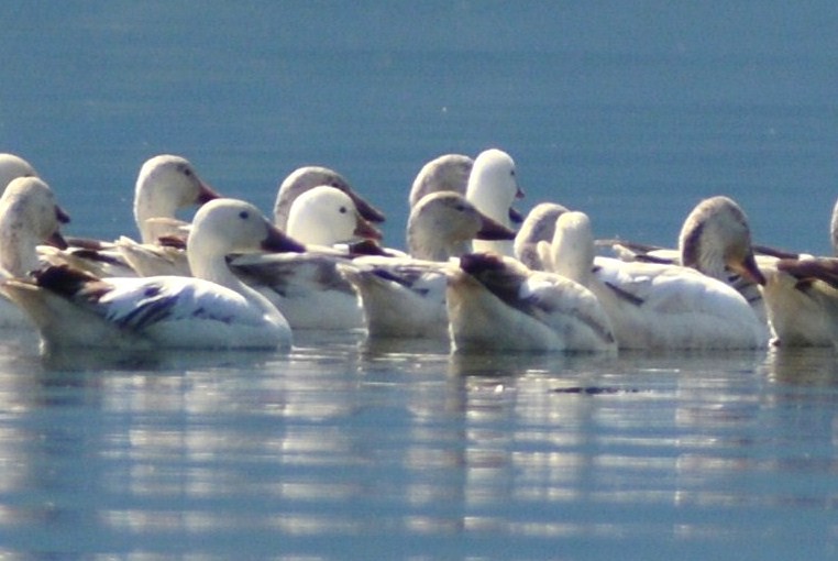 Ross's Goose - ML98817161