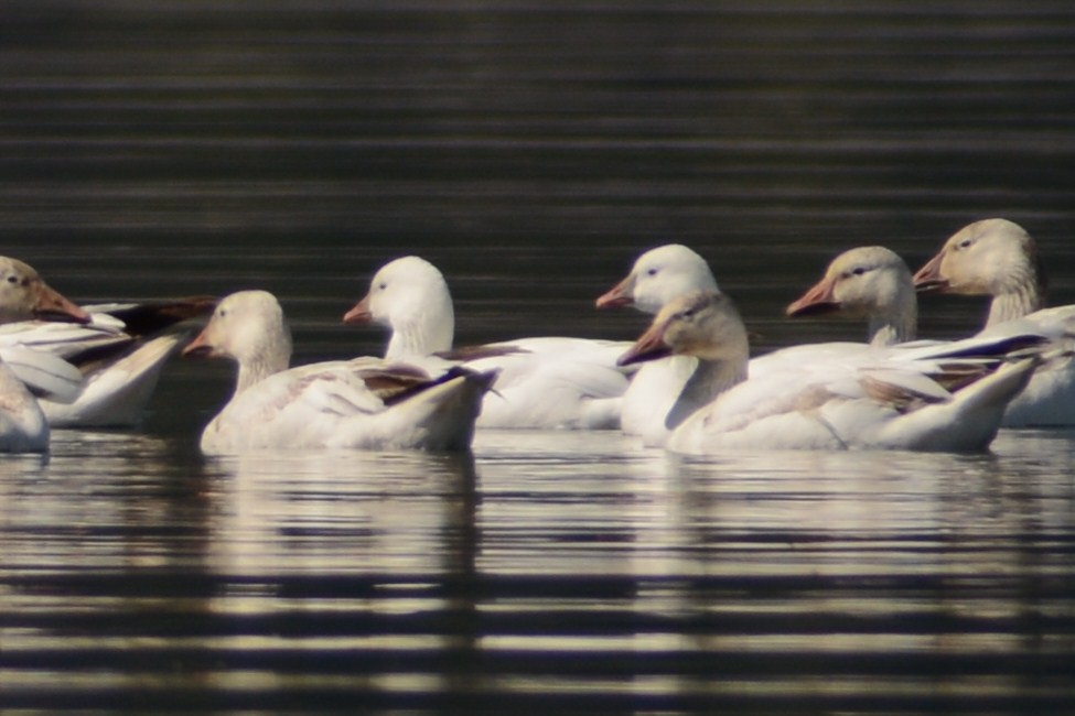 Ross's Goose - ML98817201