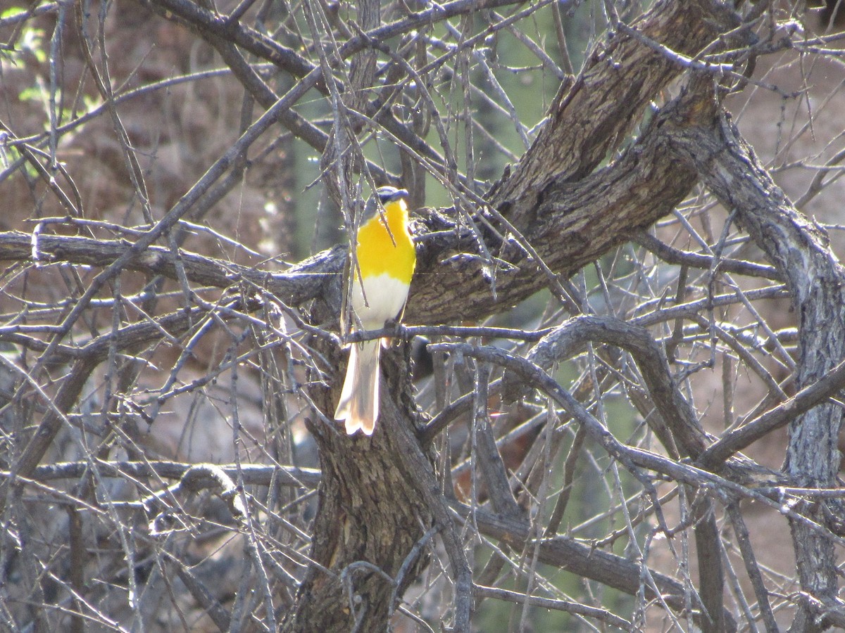 Yellow-breasted Chat - ML98818151
