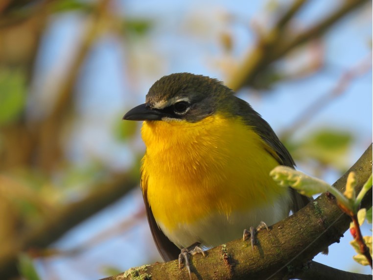 Yellow-breasted Chat - ML98818281