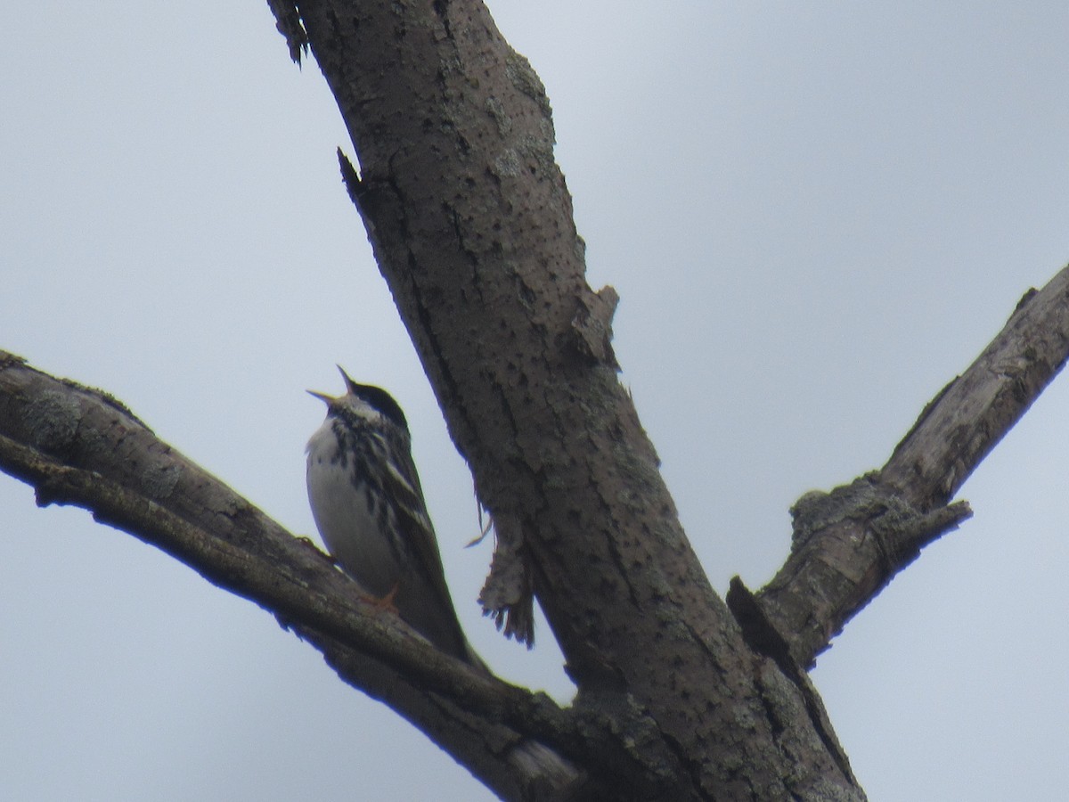 Blackpoll Warbler - ML98818581