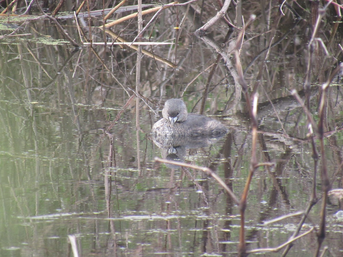 Pied-billed Grebe - ML98818891