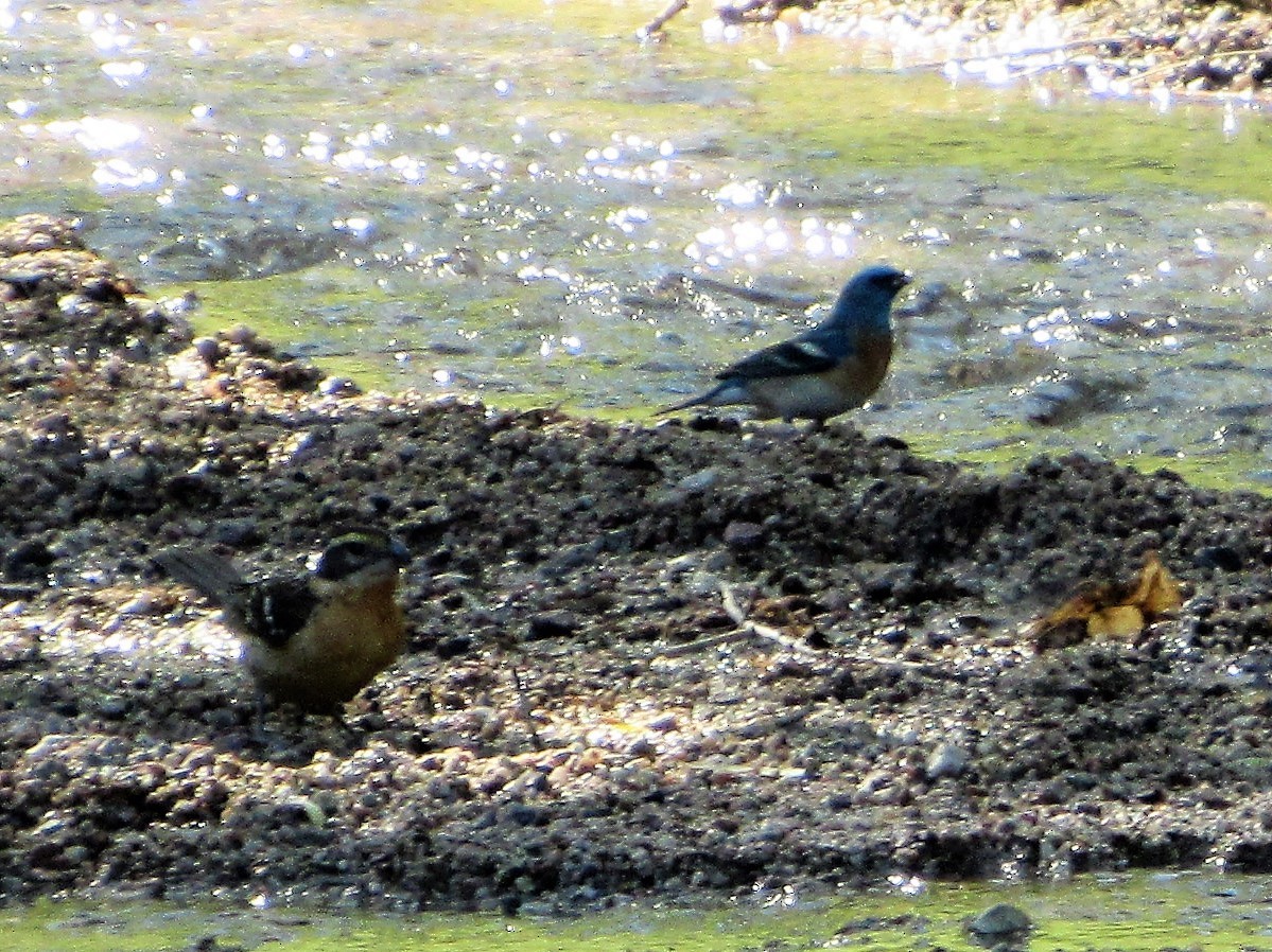 Lazuli Bunting - ML98818951