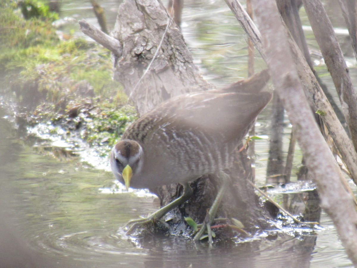 Polluela Sora - ML98819911