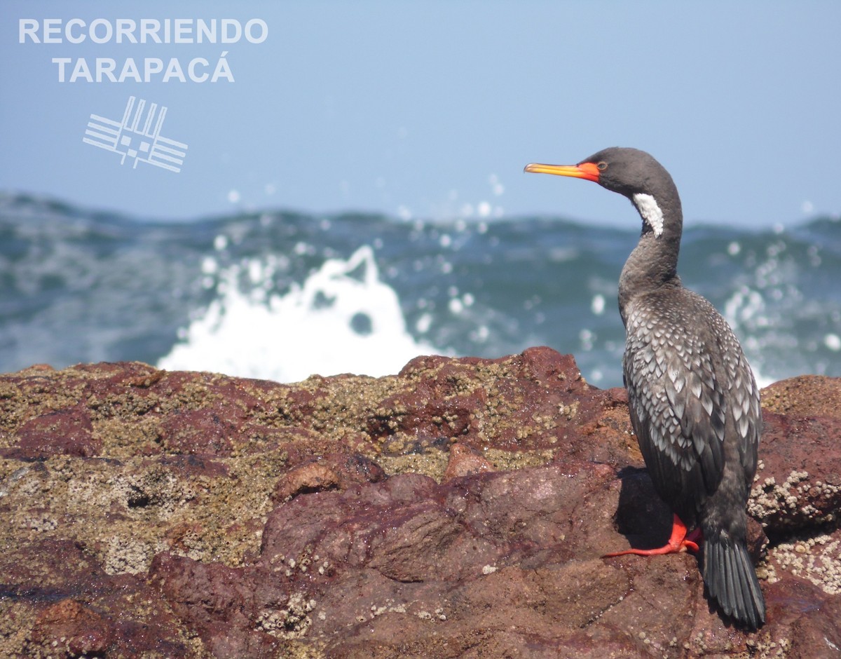 Red-legged Cormorant - EDUARDO CARRERO ZAPATA