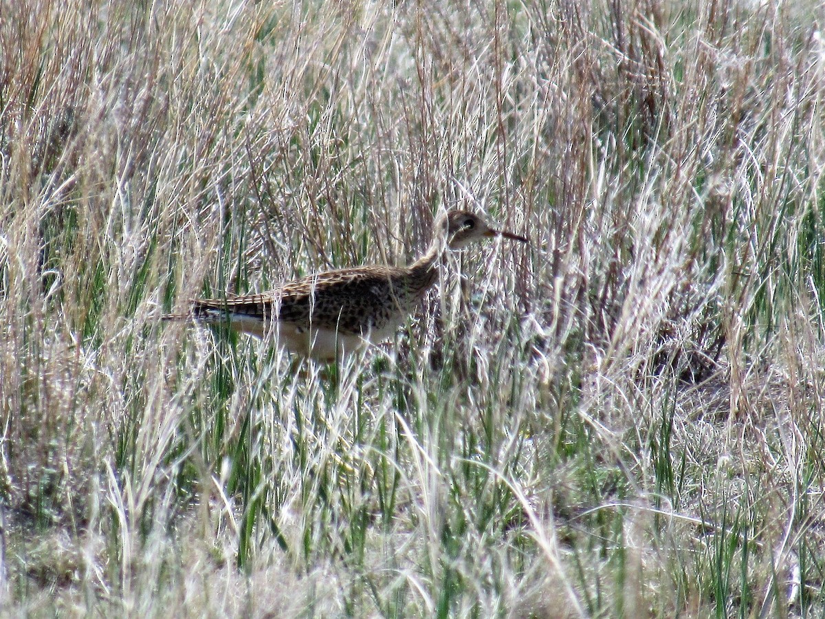 Upland Sandpiper - ML98821811