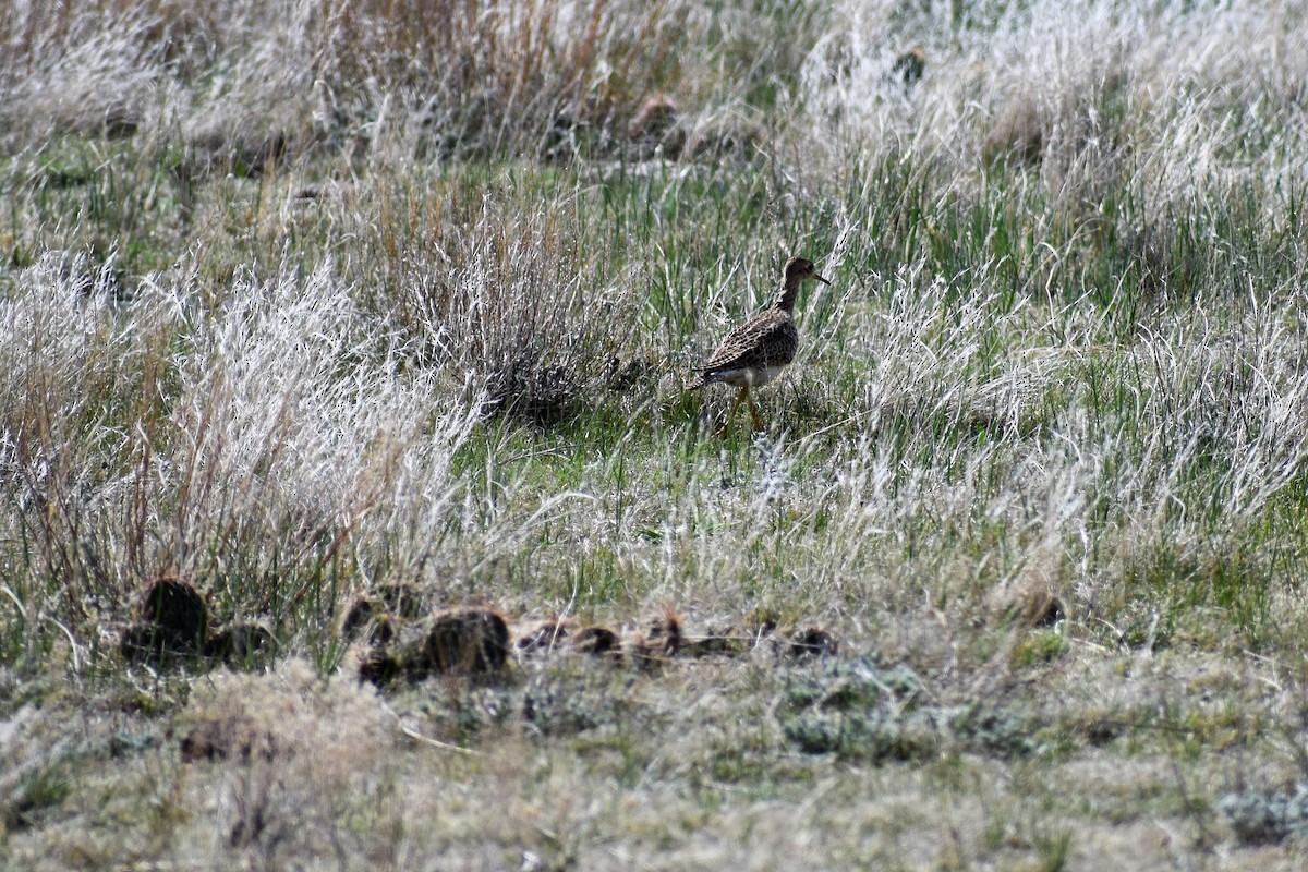 Upland Sandpiper - ML98821821