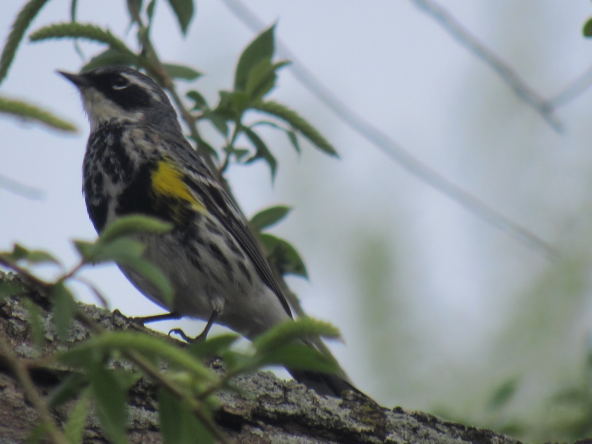 Yellow-rumped Warbler - ML98821831