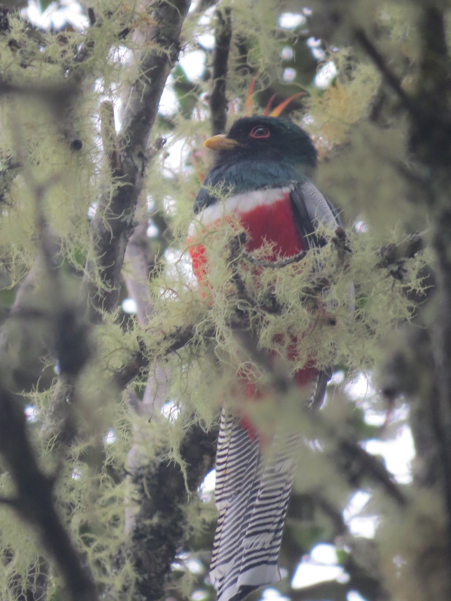 Collared Trogon - ML98822321
