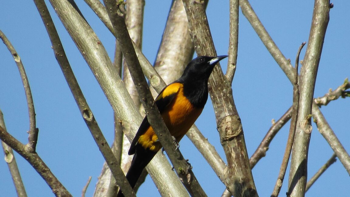 Black-vented Oriole - ML98822631