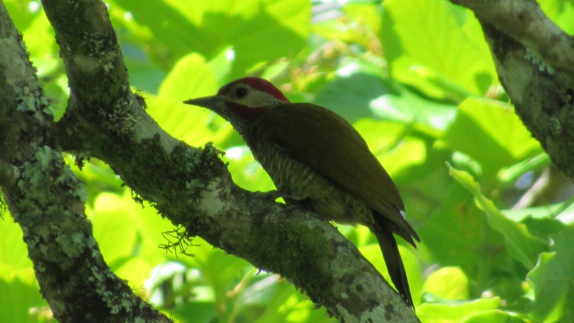 Golden-olive Woodpecker - ML98822861
