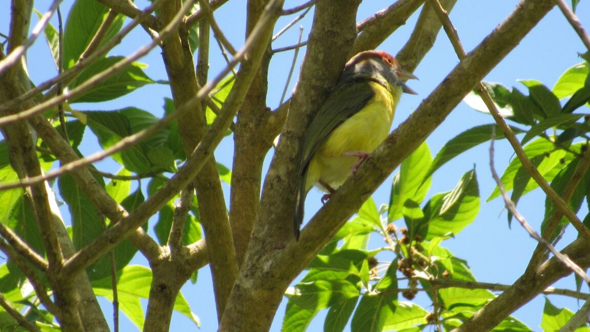 Rufous-browed Peppershrike - Club de Observacion de Aves Tanunas