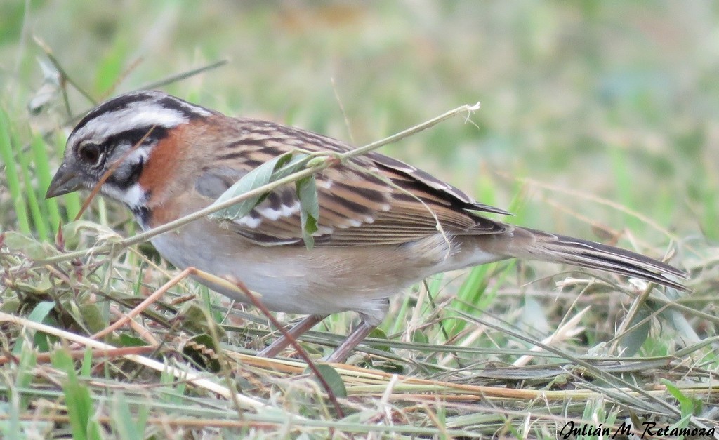 Rufous-collared Sparrow - ML98823581