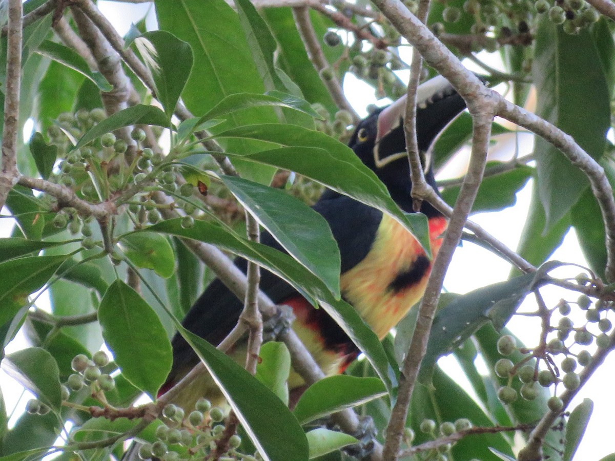 Collared Aracari - ML98824481