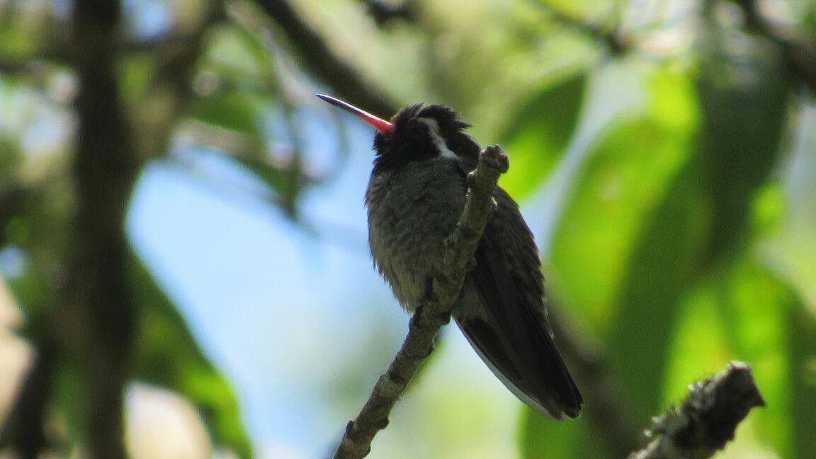 White-eared Hummingbird - ML98824591