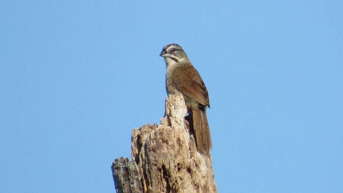 Rusty Sparrow - ML98824621