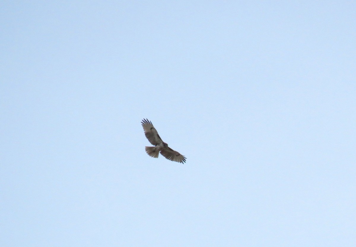 Red-tailed Hawk - Jamal Andrewin