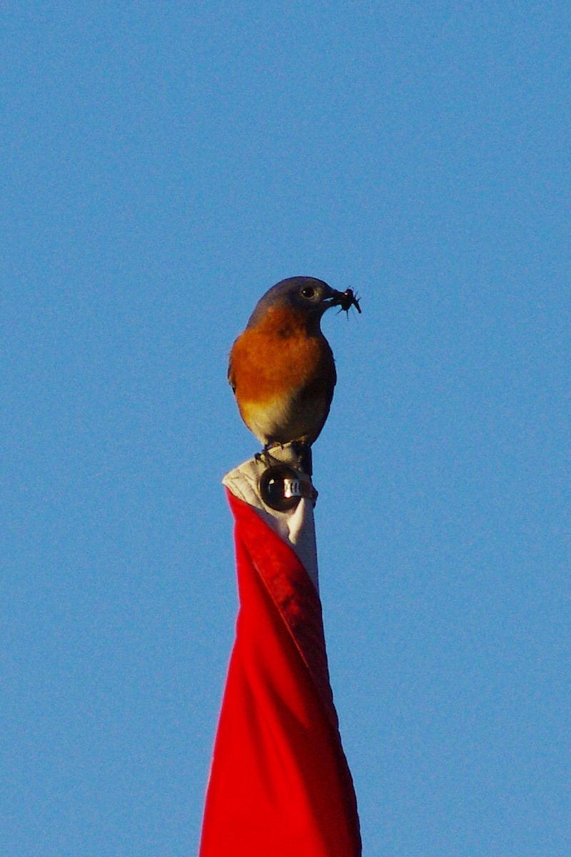 Eastern Bluebird - ML98824861