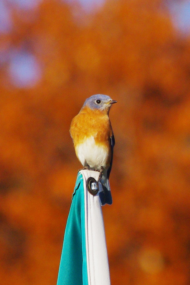 Eastern Bluebird - ML98824901