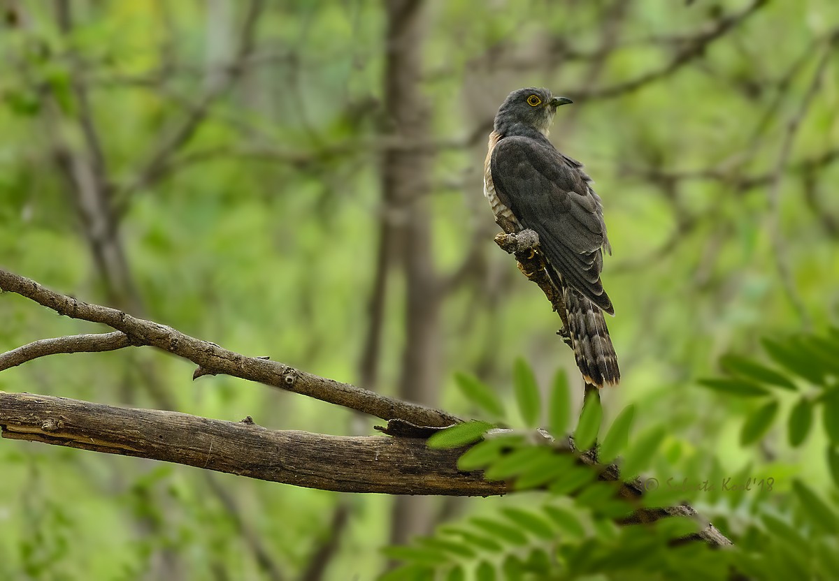 Common Hawk-Cuckoo - Subrata Kool