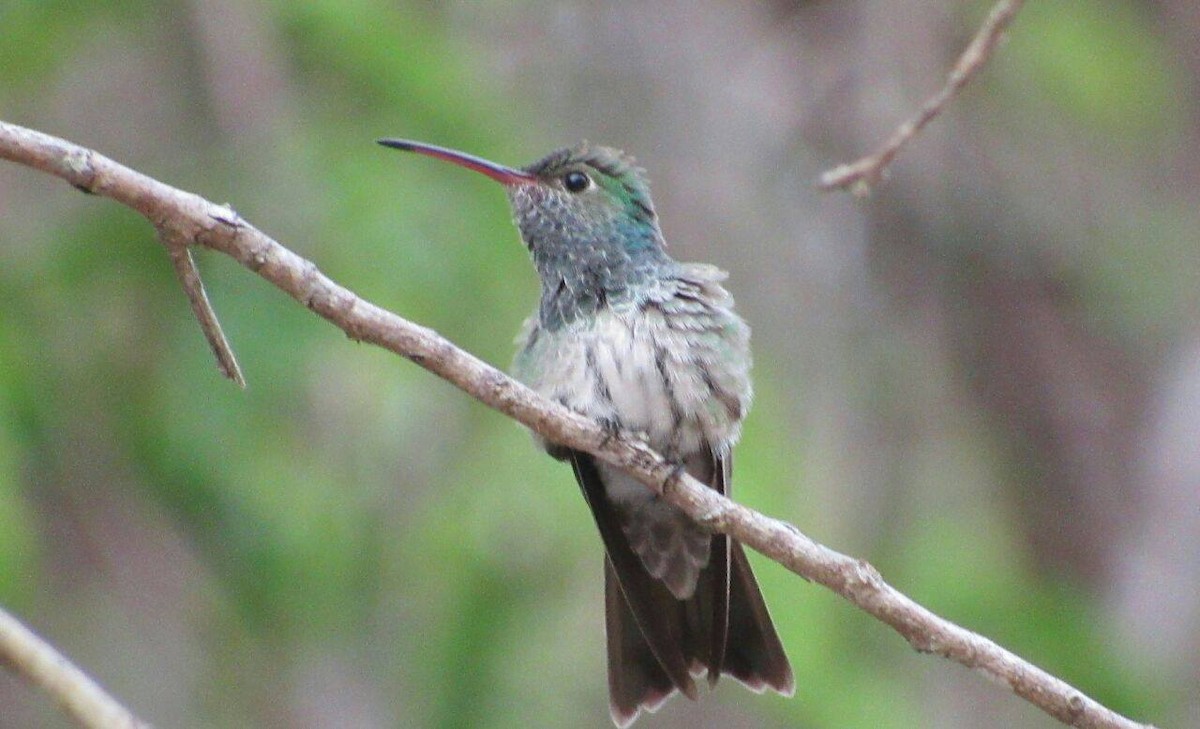 Honduran Emerald - ML98825281