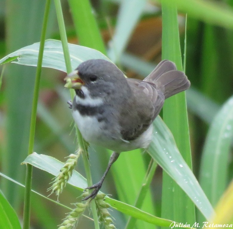 Double-collared Seedeater - ML98825691