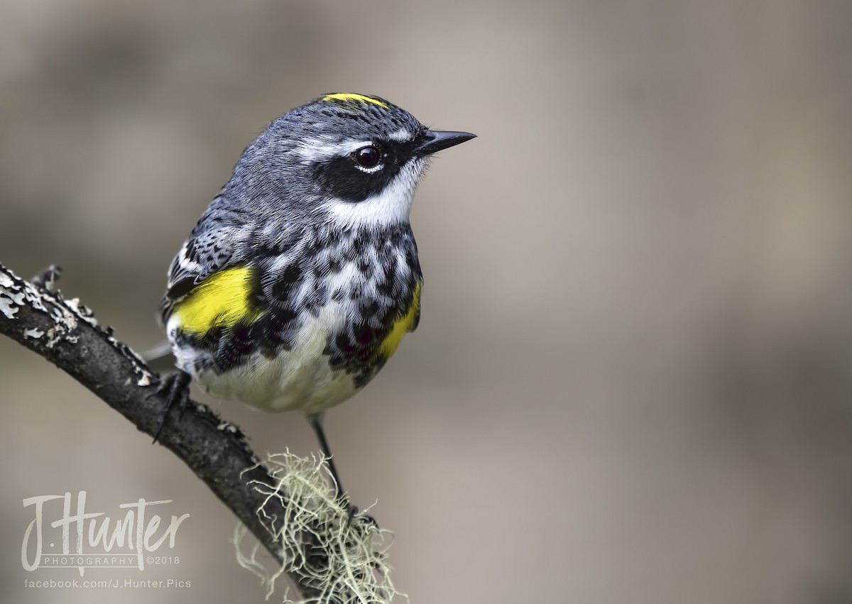 Yellow-rumped Warbler - ML98825831