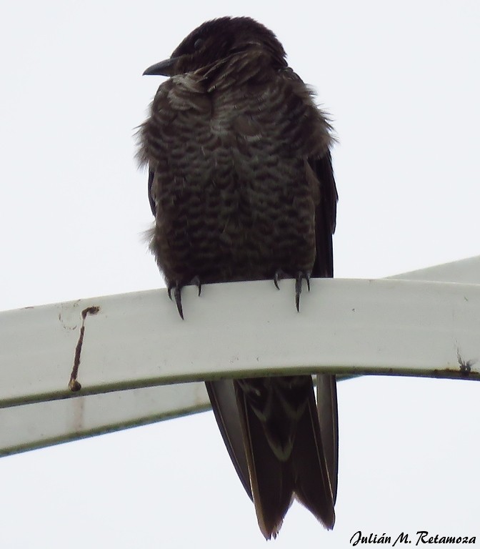 Southern Martin - Julián Retamoza