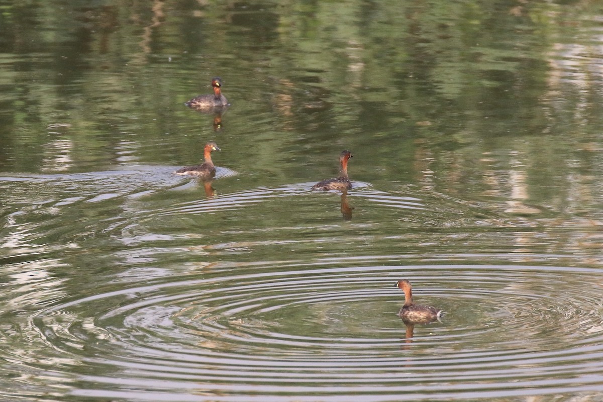 Little Grebe - ML98827431