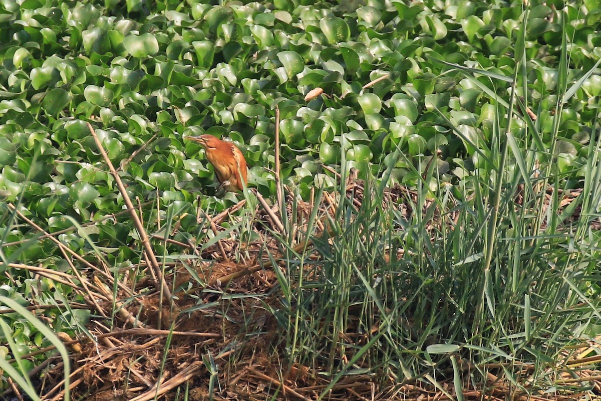 Cinnamon Bittern - ML98827471