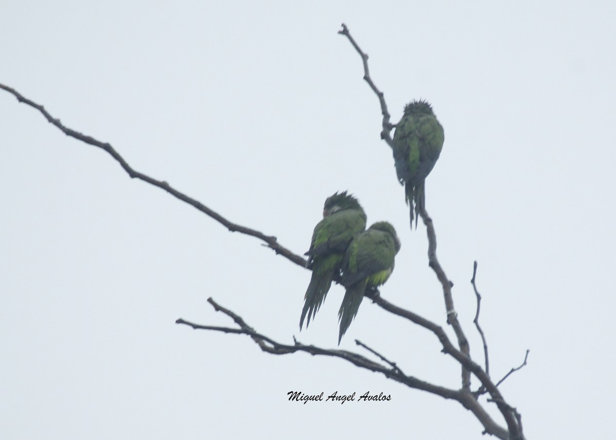 Monk Parakeet - ML98827971