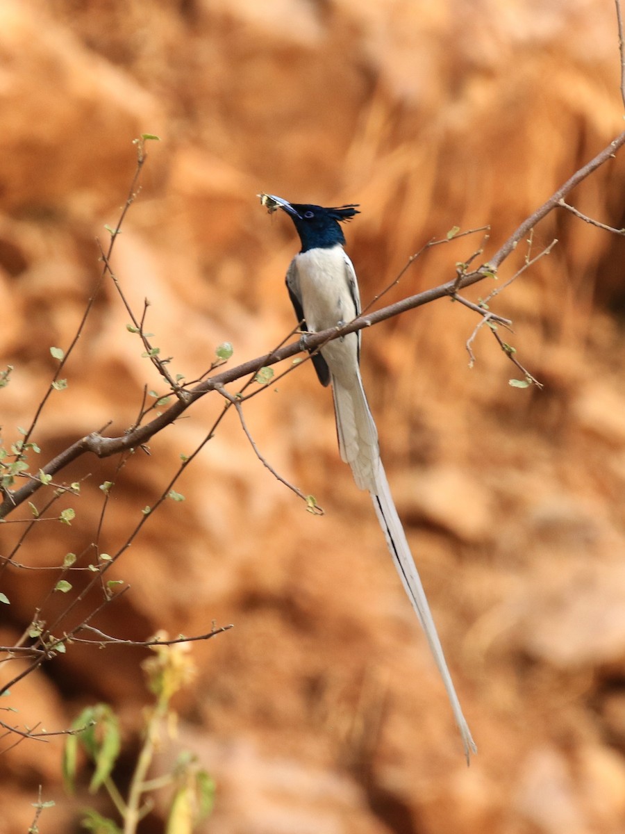 Indian Paradise-Flycatcher - ML98828071