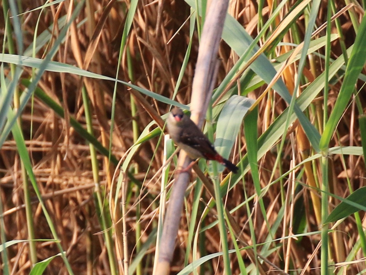 פרושית אדומה - ML98828121