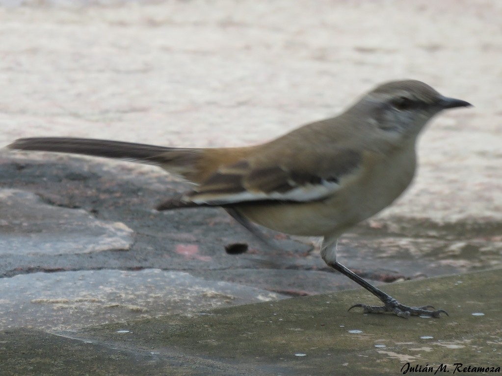 White-banded Mockingbird - Julián Retamoza