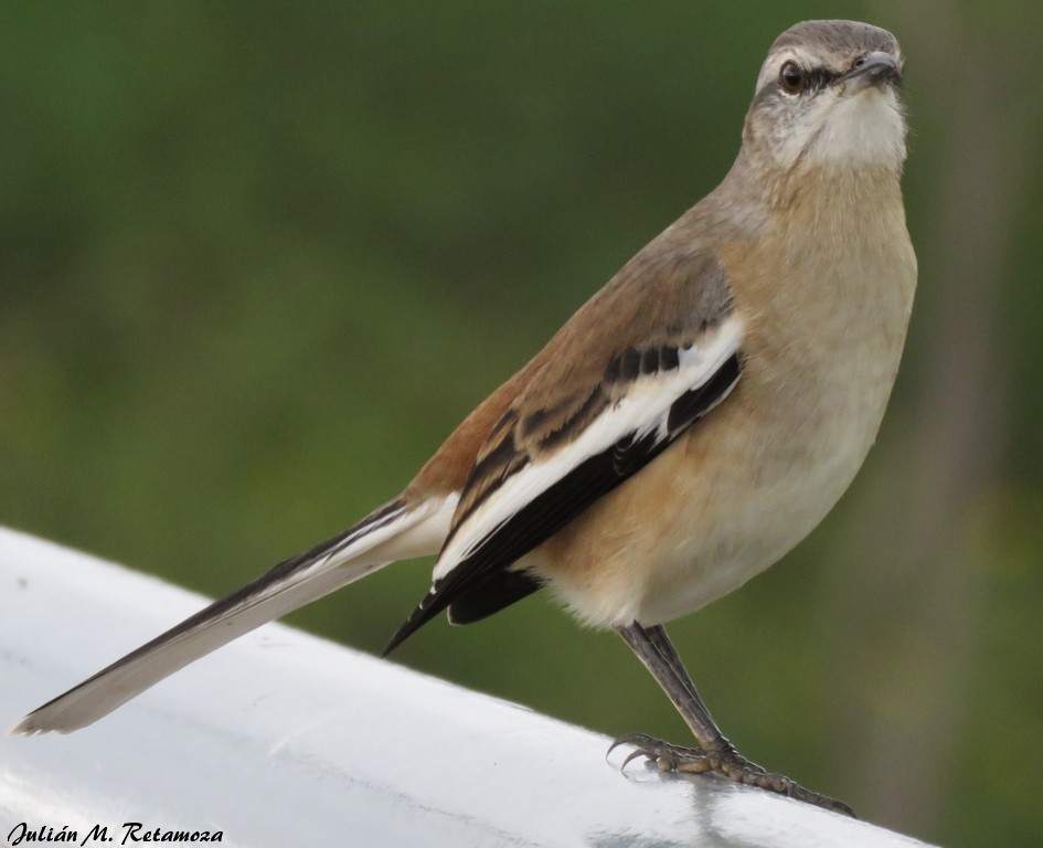 White-banded Mockingbird - Julián Retamoza