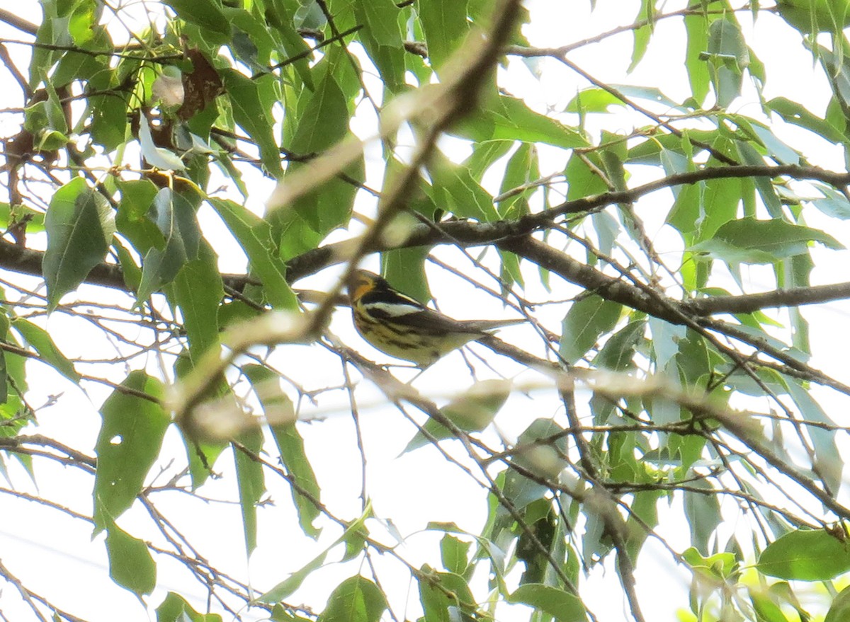 Blackburnian Warbler - Marilyn Castillo Muñoz (Kingfisher Birdwatching Nuevo León)