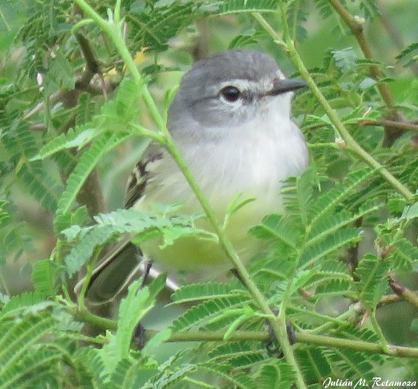 White-crested Tyrannulet (Sulphur-bellied) - Julián Retamoza