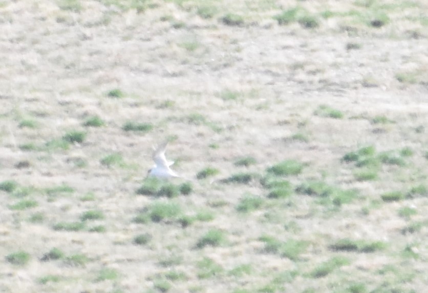 Forster's Tern - ML98830511