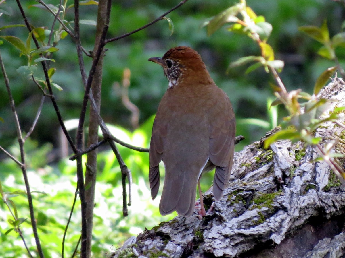 Wood Thrush - ML98830761