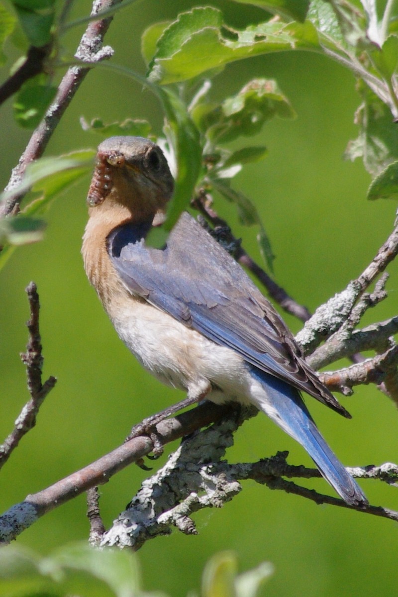 Eastern Bluebird - ML98830931