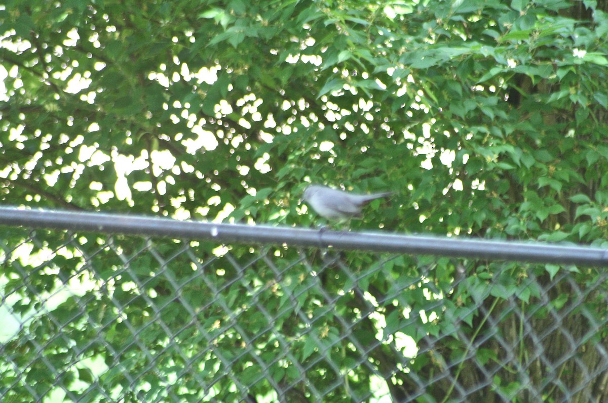 Gray Catbird - ML98831391