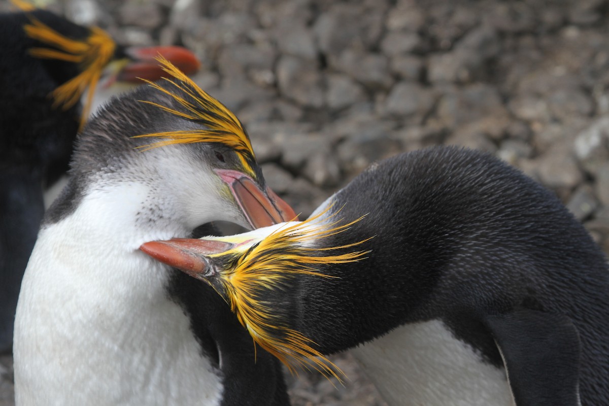 Royal Penguin - James (Jim) Holmes